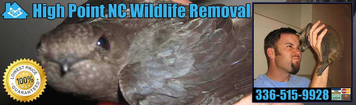 High Point Wildlife and Animal Removal
